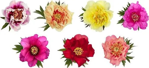 Paeonia itoh mix