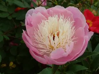 Paeonia lactiflora 'Bowl Of Beauty'