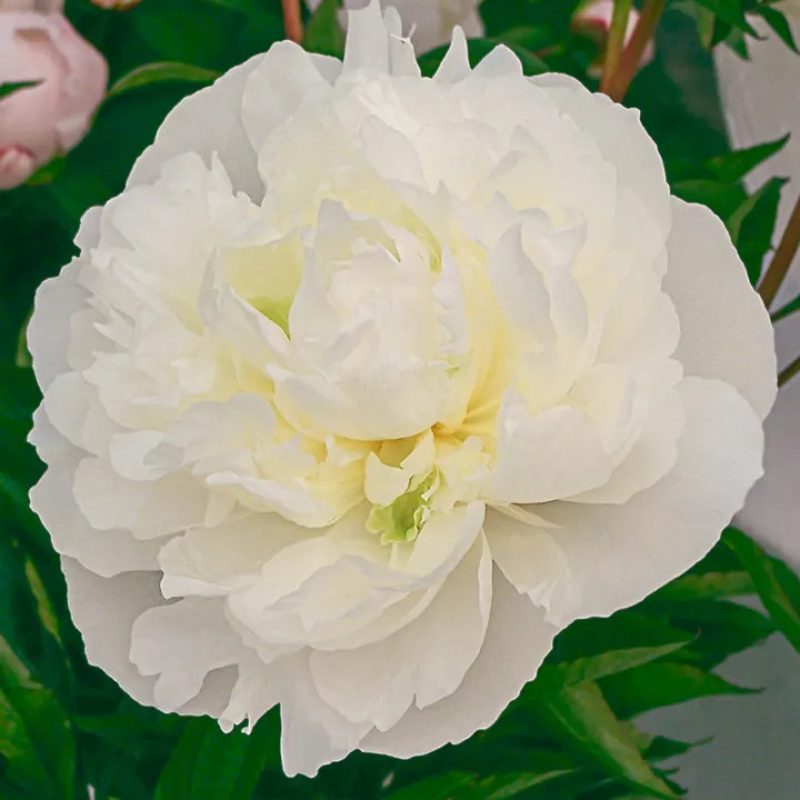 Paeonia lactiflora 'Duchesse De Nemours'