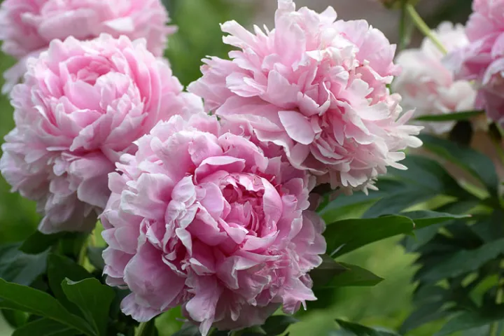 Paeonia lactiflora 'Sarah Bernhardt'