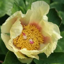 Paeonia mlokosewitschii