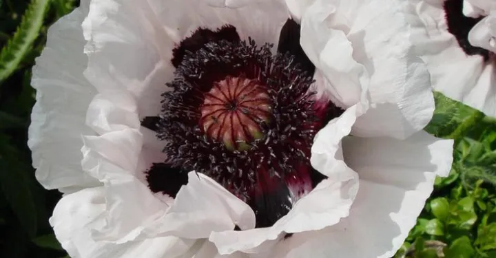 Papaver orientale 'Royal Wedding'