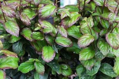 Parrotia persica 'Persian Spire'