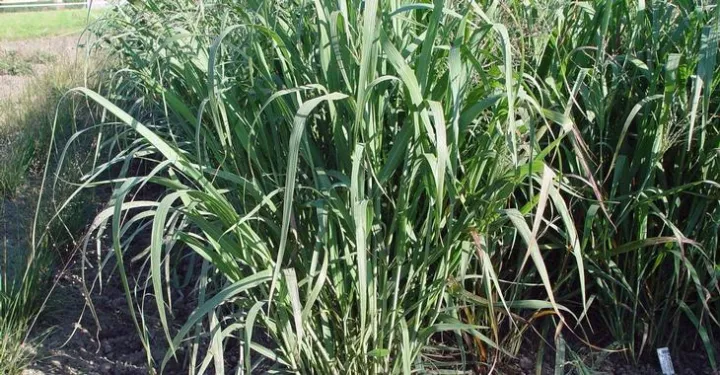 Panicum virgatum 'Dallas Blues'
