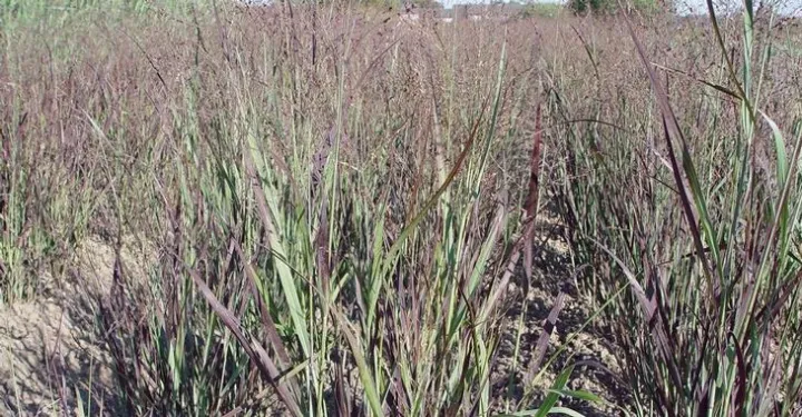 Panicum virgatum 'Heiliger Hain'