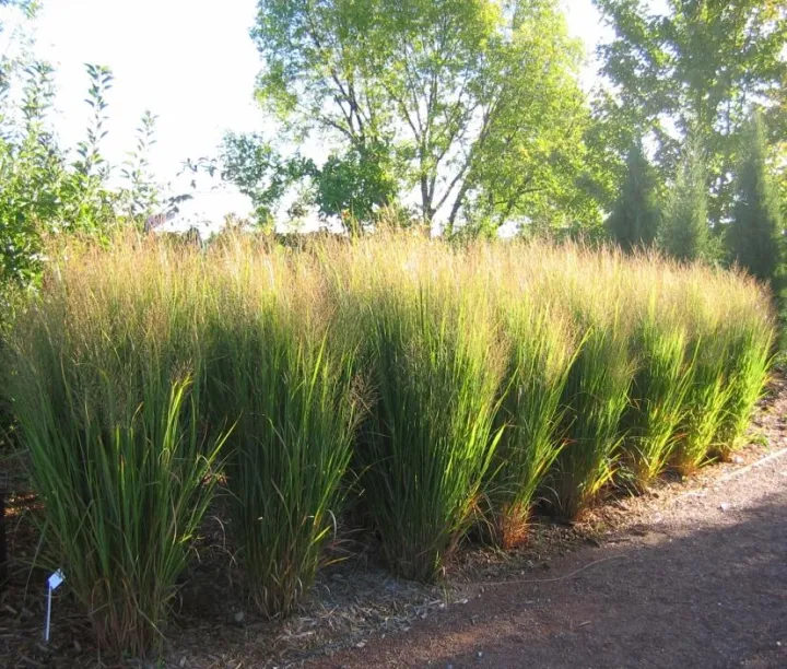 Panicum virgatum 'Northwind'