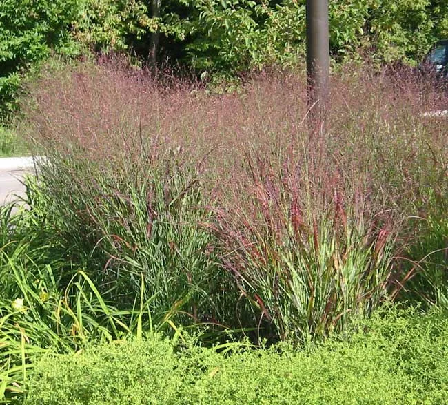 Panicum virgatum 'Shenandoah'