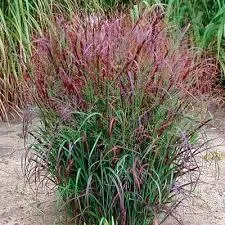 Panicum virgatum 'Squaw'