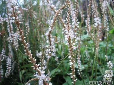 Persicaria amplexicaulis 'Alba'