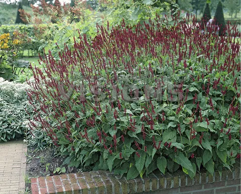 Persicaria amplexicaulis 'Blackfield'