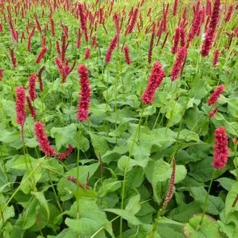 Persicaria amplexicaulis 'Fat Domino'