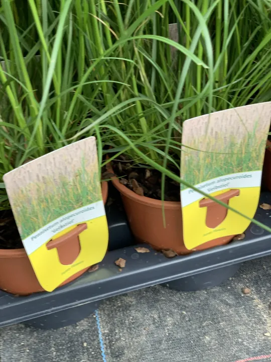 Pennisetum alopecuroides 'Gelbstiel'