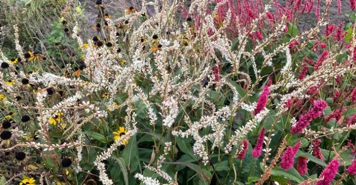 Persicaria amplexicaulis 'Alba Junior'