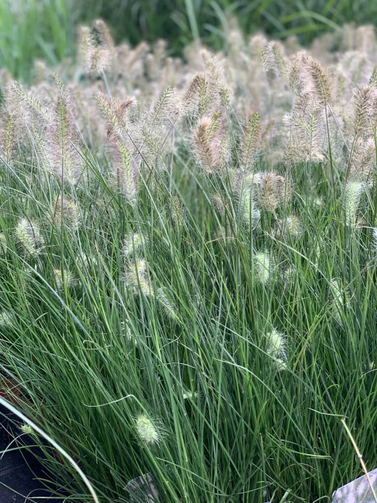 Pennisetum alopecuroides 'Little Bunny'