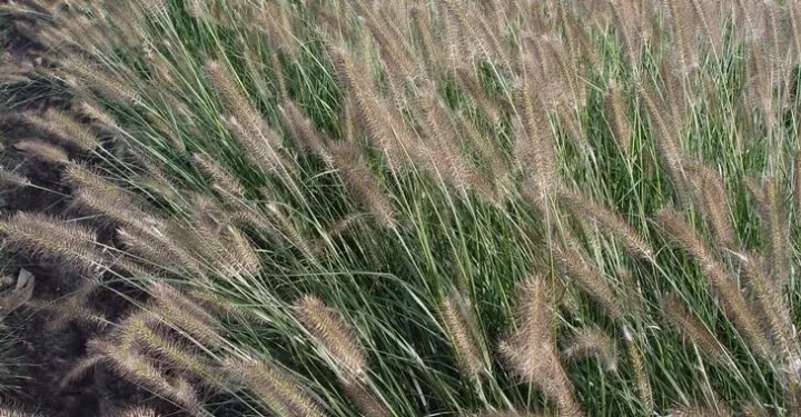 Pennisetum alopecuroides