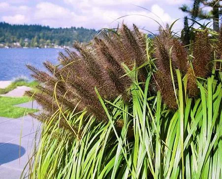 Pennisetum alopecuroides 'Moudry'