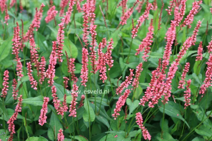 Persicaria amplexicaulis 'Orange Field' ®