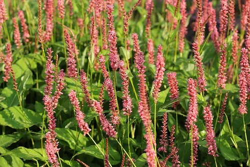 Persicaria amplexicaulis 'Orange Field' ®