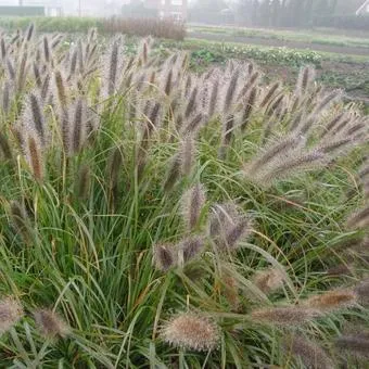 Pennisetum alopecuroides 'Redhead'