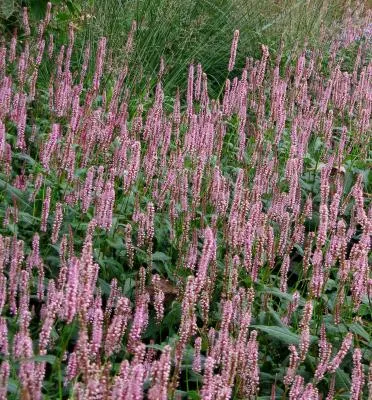 Persicaria amplexicaulis 'Rosea'