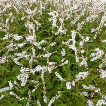 Persicaria amplexicaulis 'White Eastfield''