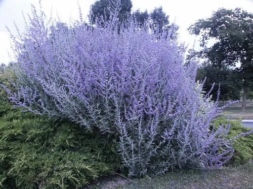 Perovskia 'Blue Spire'