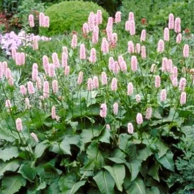 Persicaria bistorta 'Superba'