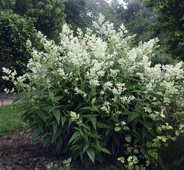 Persicaria polymorpha