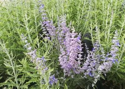 Perovskia 'Lacey Blue'