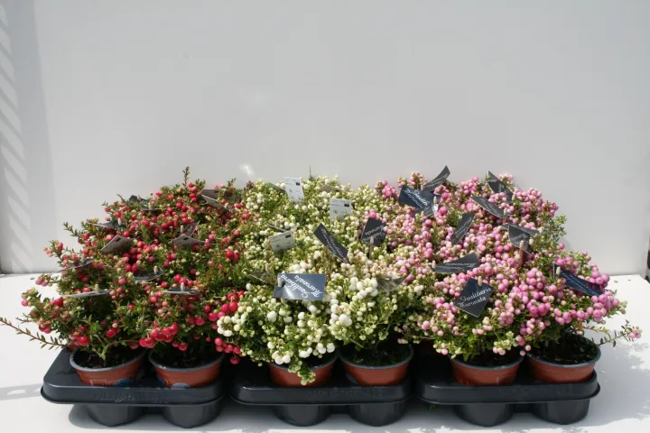 Pernettya mucr. 'Mix'