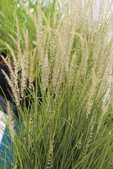 Pennisetum orientale 'Fairy Tails'