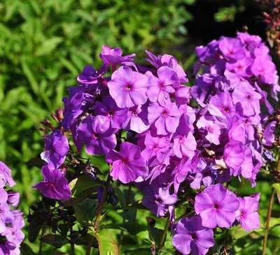 Phlox paniculata 'Amethyst'