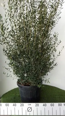 Phillyrea angustifolia