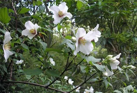 Philadelphus 'Belle Etoile'