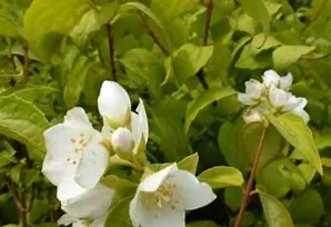 Philadelphus coronarius