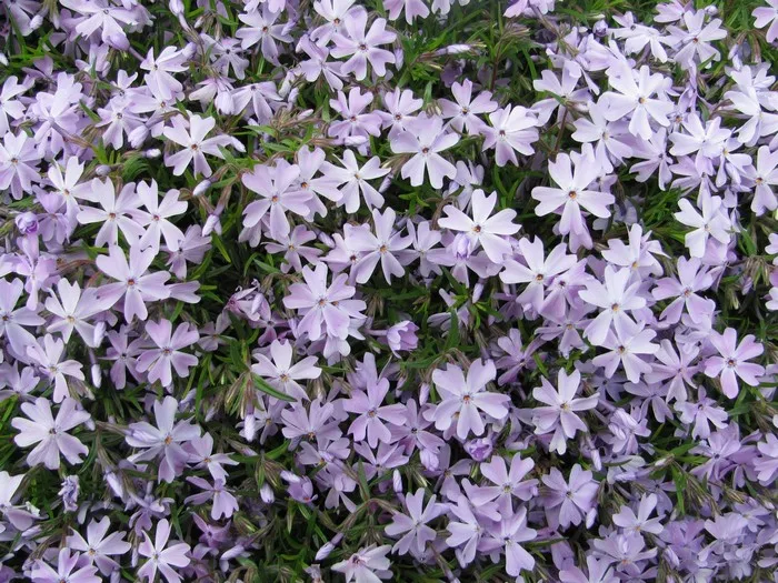 Phlox divaricata 'Clouds Of Perfume'