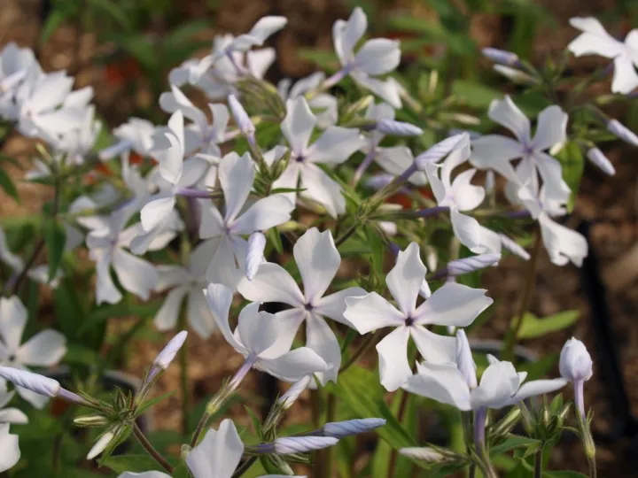 Phlox divaricata 'White Perfume'