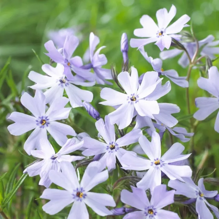 Phlox subulata 'Emerald Cushion Blue'