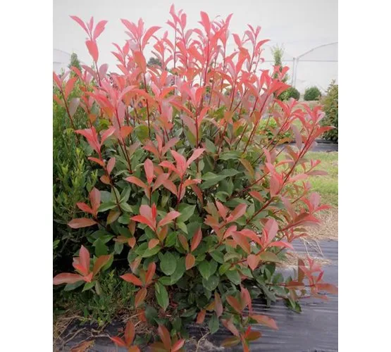 Photinia fraseri 'Carré Rouge'