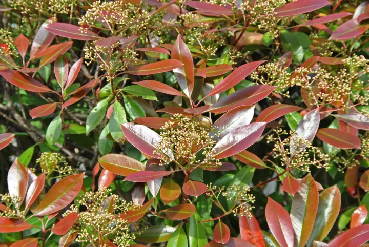 Photinia fraseri 'Red Robin'