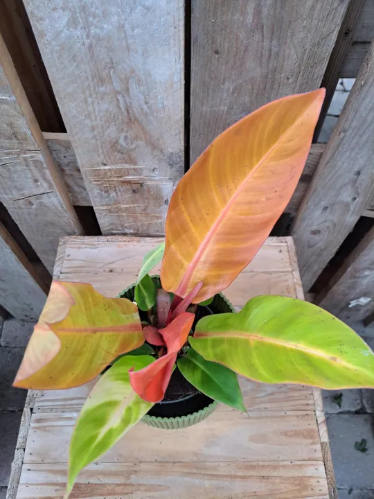 Philodendron mix