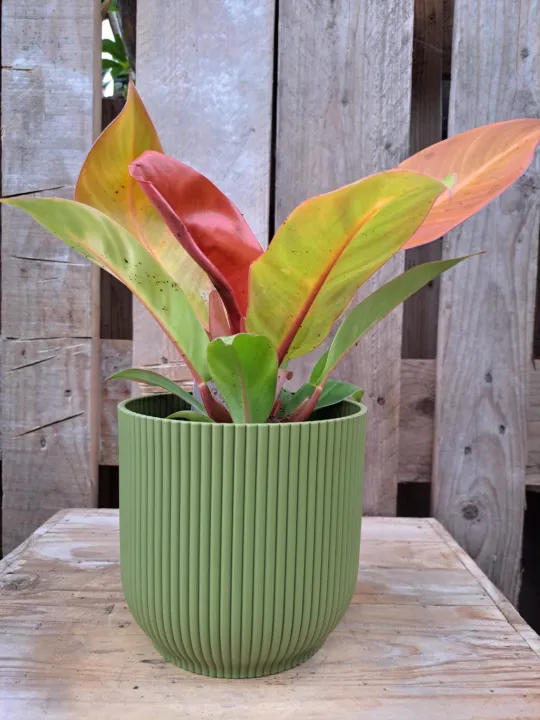 Philodendron mix