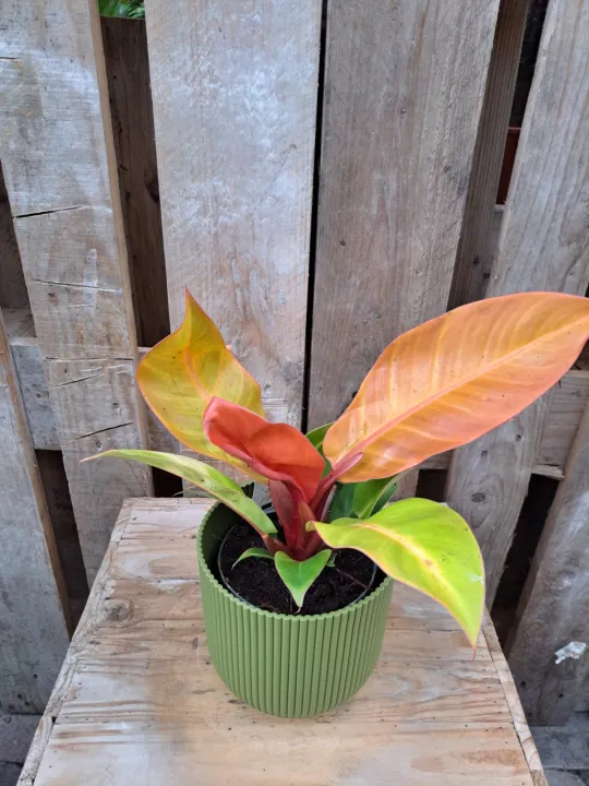 Philodendron mix