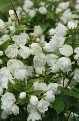 Philadelphus 'Manteau d'Hermine'