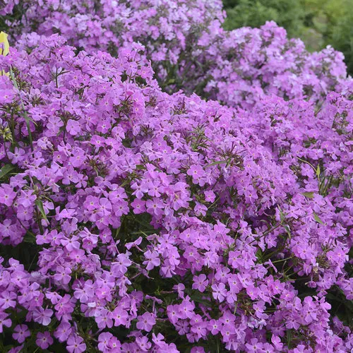 Phlox 'Opening act Romance'