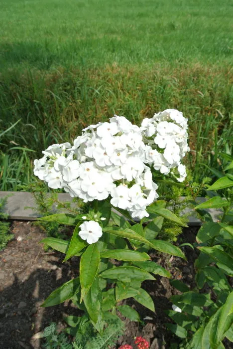 Phlox paniculata 'David'