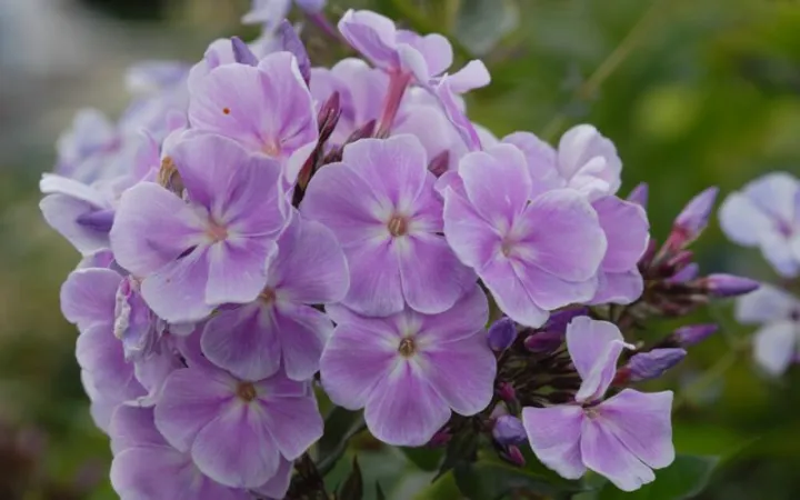 Phlox paniculata 'Franz Schubert'
