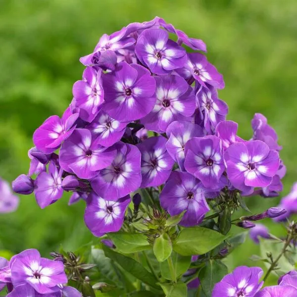 Phlox paniculata 'Laura'