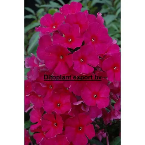 Phlox paniculata 'Sweet Summer Wine''