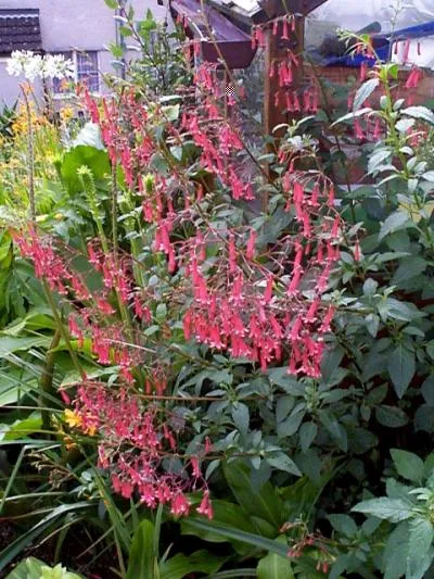 Phygelius rectus (x) 'African Queen'